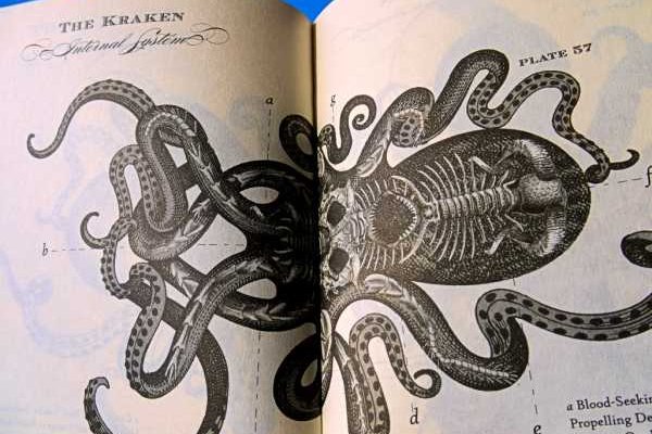 Kraken link