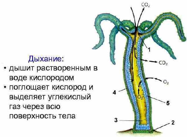 Kraken ссылка kraken torion