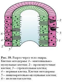 Почему не работает кракен